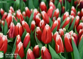 Tulipa Canasta ® (3)